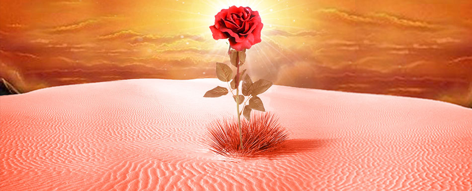 Soil and rose